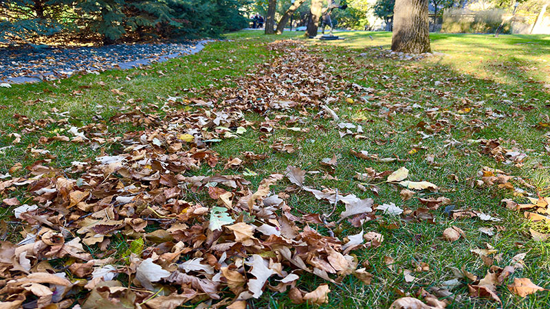 Fall Leaf Cleanup Services in Lincs A pathway of fallen brown leaves is scattered over a grassy area in a park, surrounded by trees. The sunlight filters through the trees, creating a calm, autumnal atmosphere reminiscent of fall leaf cleanup services in Western North Carolina.